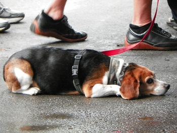 tired dog at New York Oktoberfest
