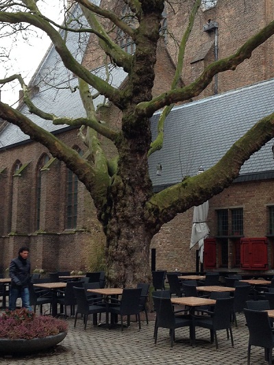magnificent tree near Grote Kerk in The Hague 2
