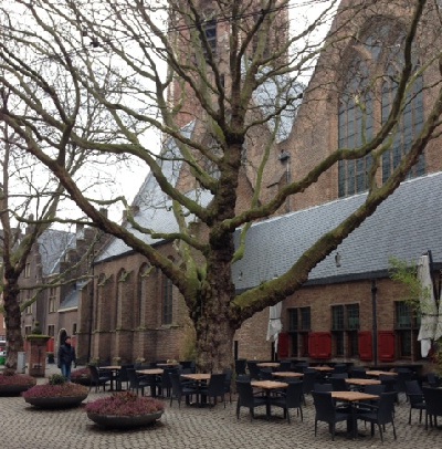 magnificent tree near Grote Kerk in The Hague