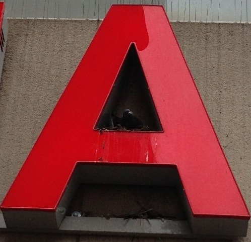 bird nest in the A of the Hema 2