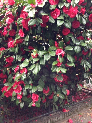 Dutch gardens in The Hague 2