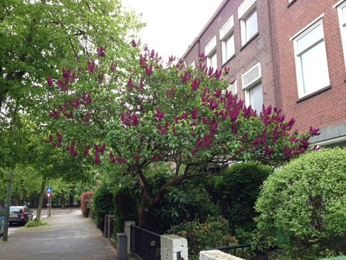 Dutch gardens in The Hague