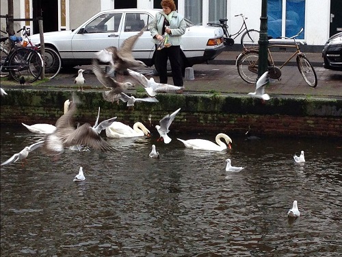 feeding the birds in The Hague
