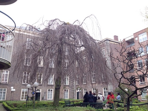 tree in The Hague