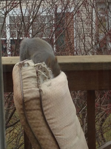 Squirrel patio chair killer 2