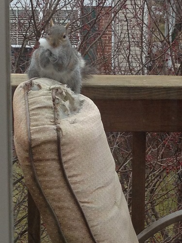 Squirrel patio chair killer 3