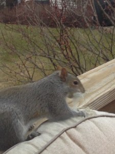 Squirrel patio chair killer 1
