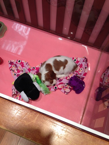 Puppies at the Fox Valley Mall 3