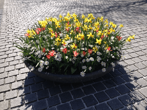 Springtime flowers in The Hague