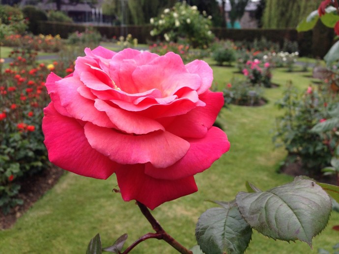 Close up of rose at National Botanic Gardens in Dublin
