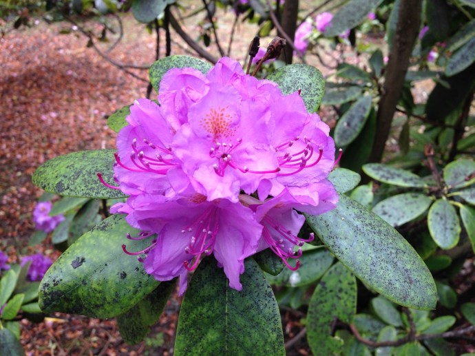 Flowers at National Botanic Gardens in Dublin
