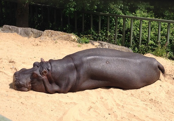 Hippopotamus at Dublin Zoo