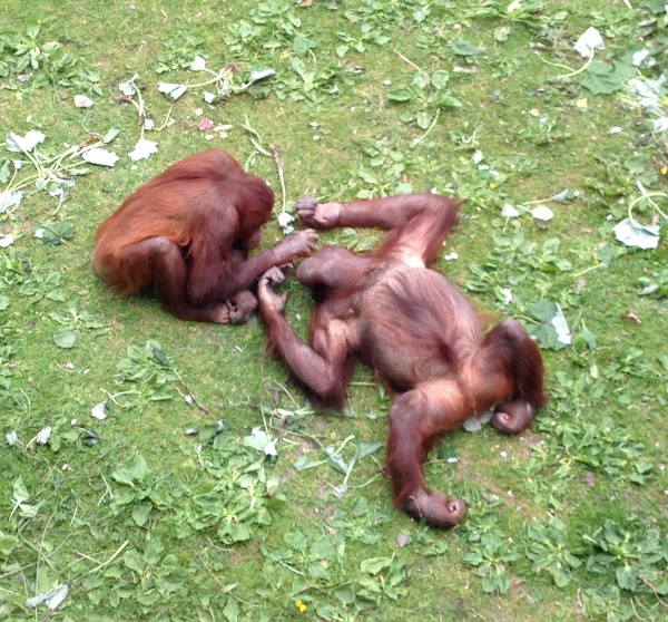 Orangutans at Dublin Zoo