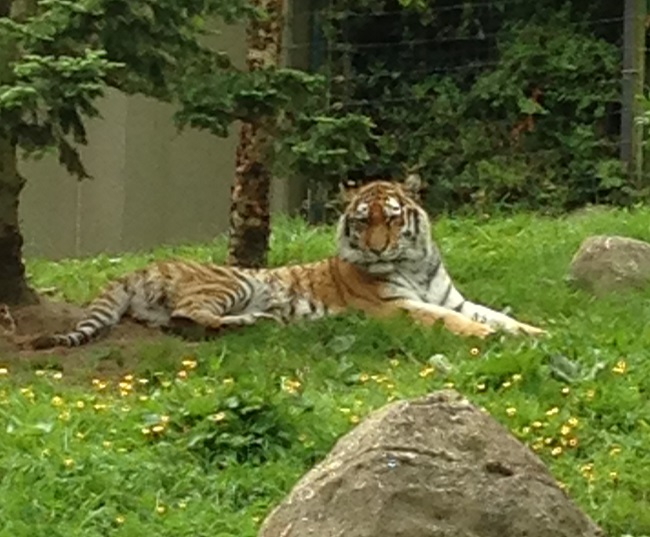 Tiger at Dublin Zoo