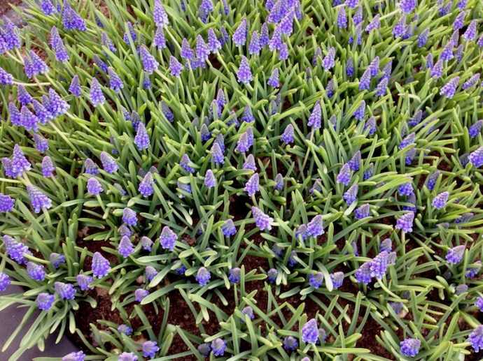 Close up of flowers in The Hague, spring 2017