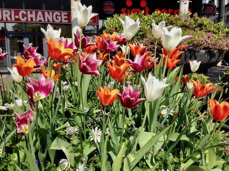 Close up of flowers at Hobbemaplein, The Hague