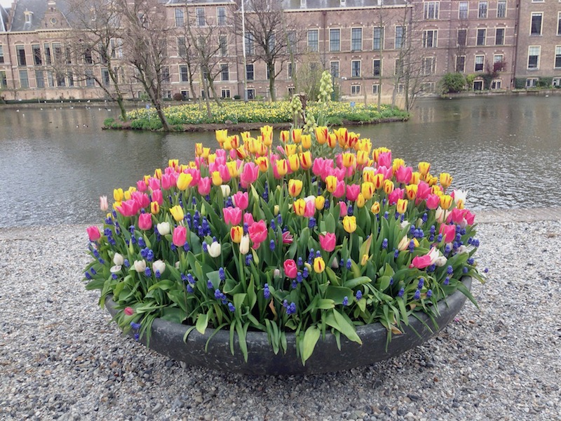 Flowers by Buitenhof, The Hague