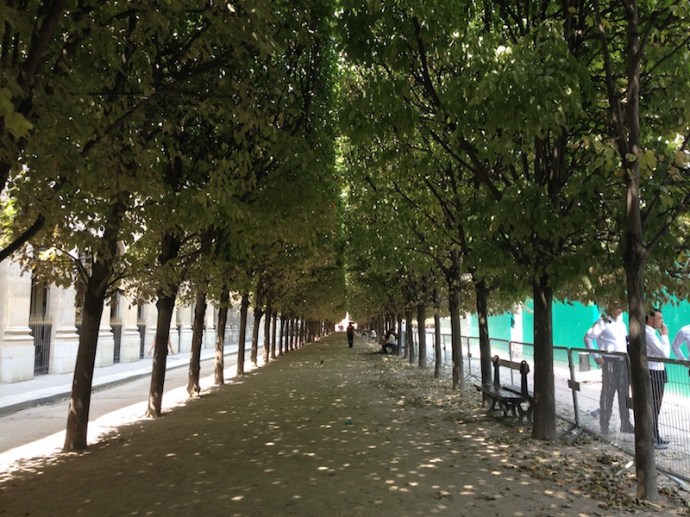 Line of trees at the garden at Palais Royal, Paris