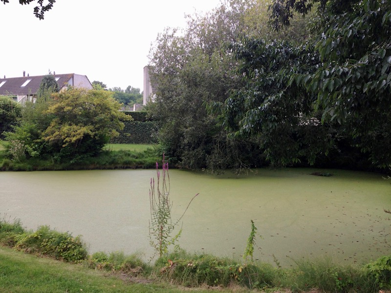 Algae-filled pond in Wassenaar