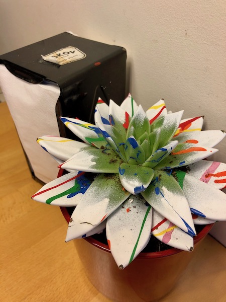 Flower at Lebkov, The Hague