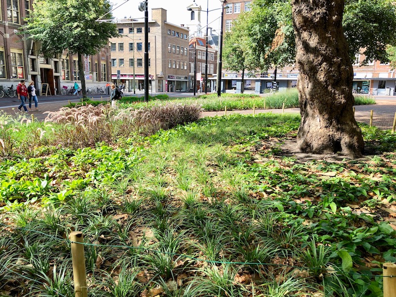 Landscaping around the Grote Kerk, The Hague 2018